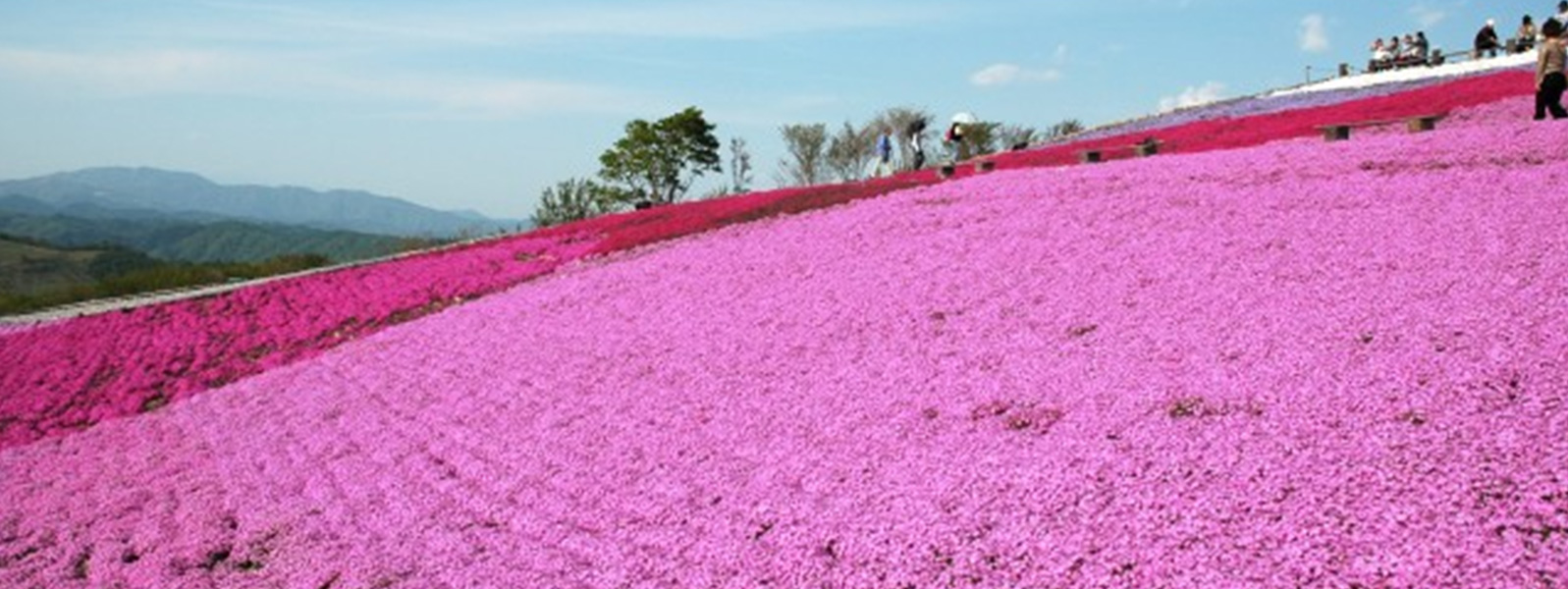 芝桜の丘