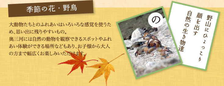 季節の花・野鳥 大動物たちとのふれあいはいろいろな感覚を使うため、思い出に残りやすいもの。奥三河には自然の動物を観察できるスポットやふれあい体験ができる場所などもあり、お子様から大人の方まで幅広くお楽しみいただけます。