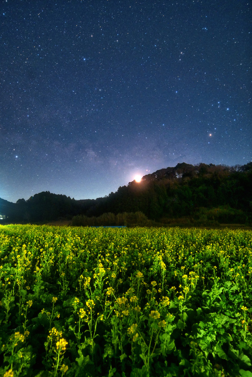 菜の花畑に昇る夏の天の川と火星と月