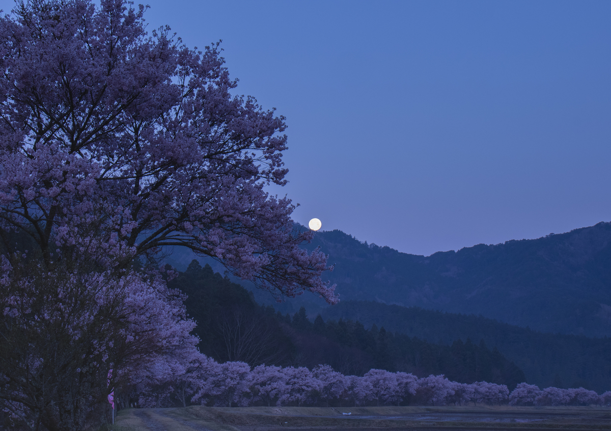 平成最後の最後の満月と桜